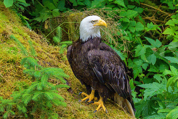 Alaska 2024