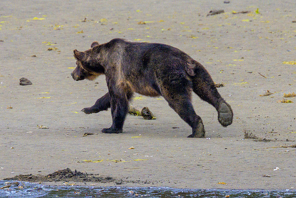 Alaska 2024