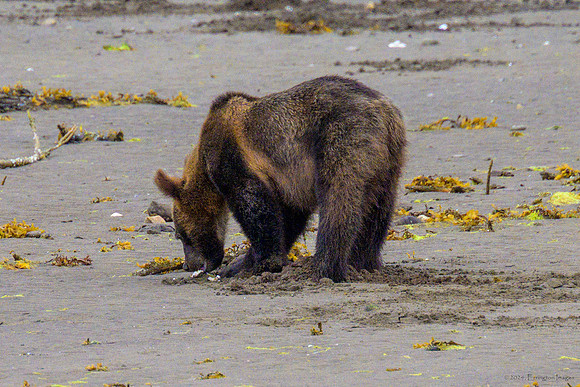 Alaska 2024