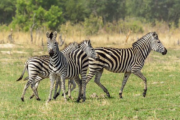 Zebra