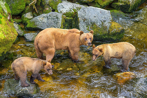 Alaska 2024