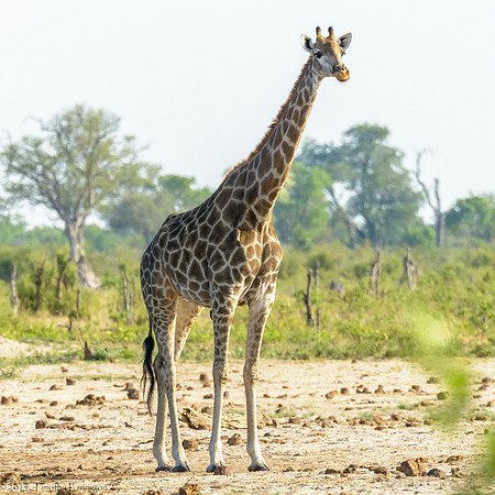 Giraffe at Little Makalolo Water Hole