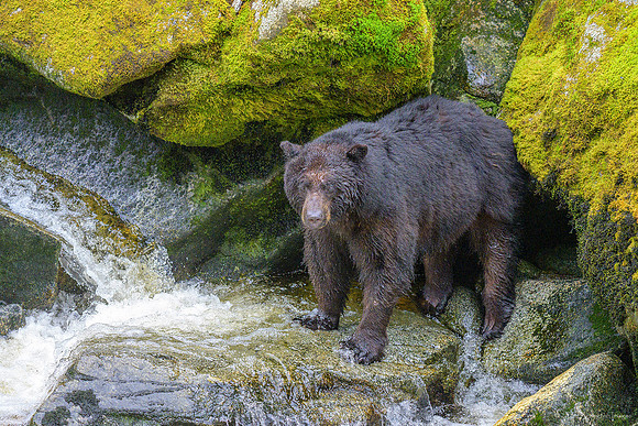 Alaska 2024