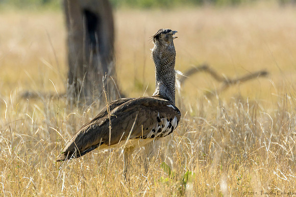 Kori Bustard