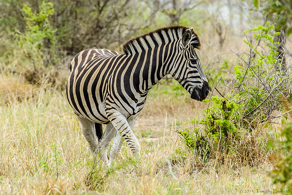 Zebra