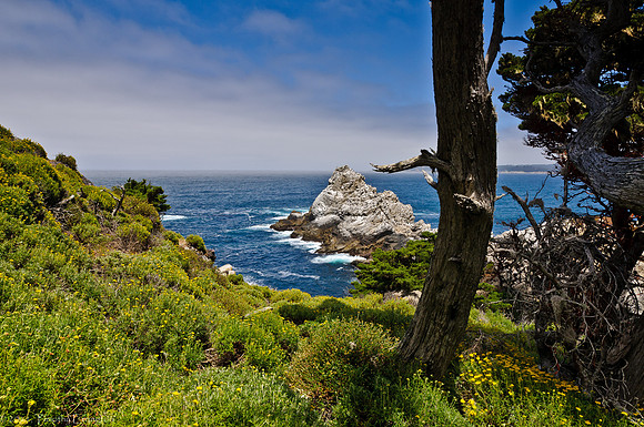 Point Lobos