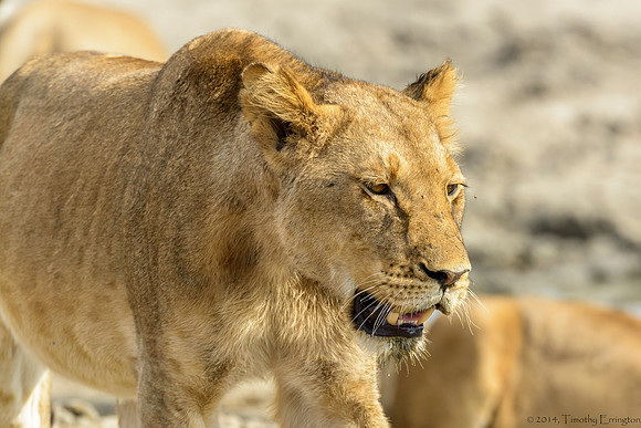 Lion Pride at Water Hole