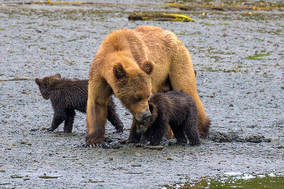 Alaska 2024