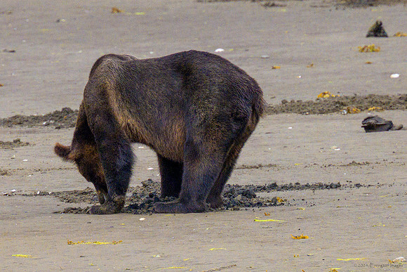 Alaska 2024