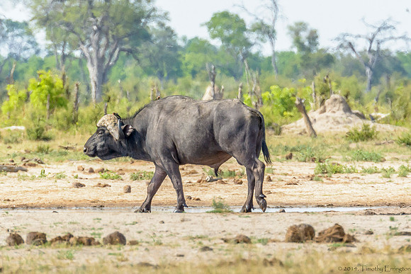 Cape Buffalo at Little Makalolo Water Hole