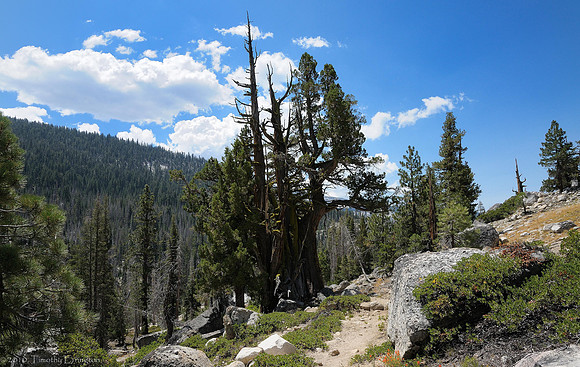 Trail to Merced Lake