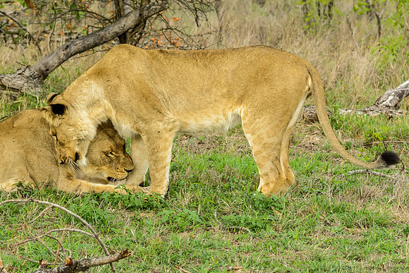 Pride of Lions - The Greeting