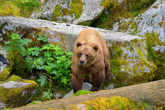 Alaska 2024