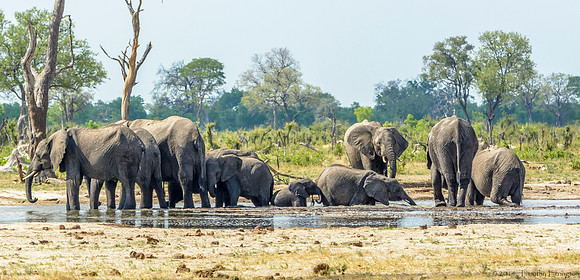 Elephant at Little Makalolo Water Hole