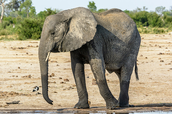 Elephant