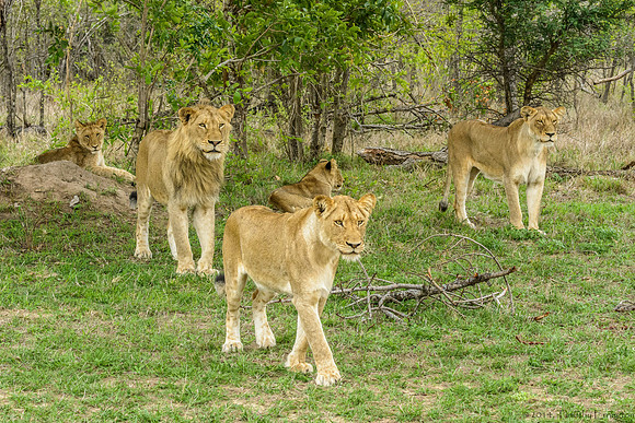 Pride of Lions