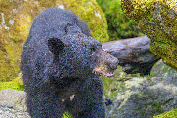 Alaska 2024