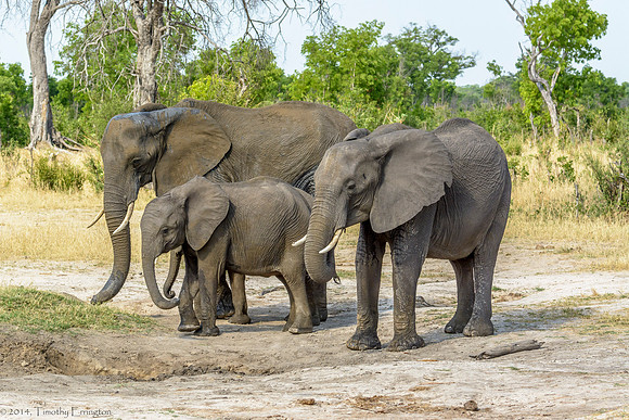 Elephant
