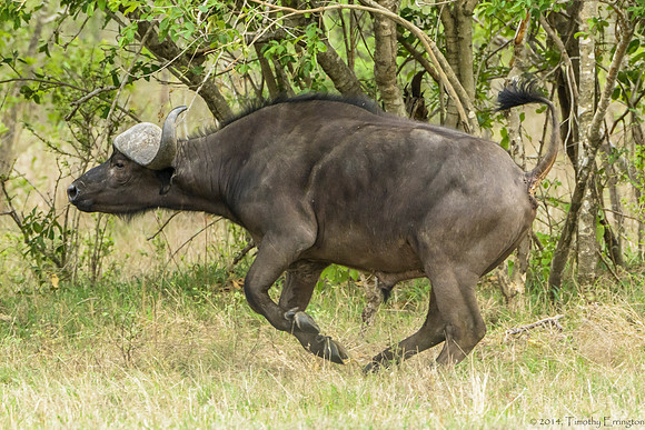Cape Buffalo