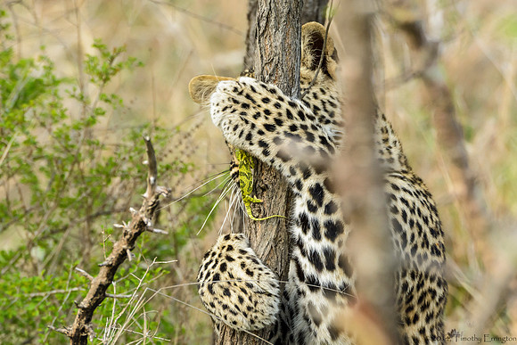 Male Leopard Cub Toying with a Chameleon