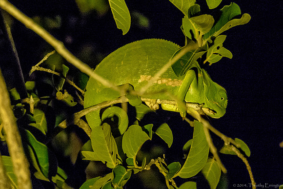 Chameleon