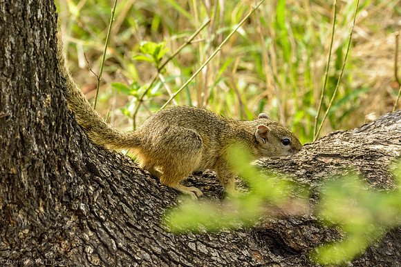 Tree Squirrel