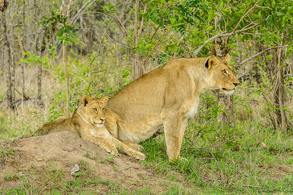 Pride of Lions