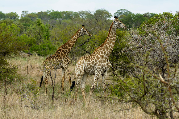 Giraffe