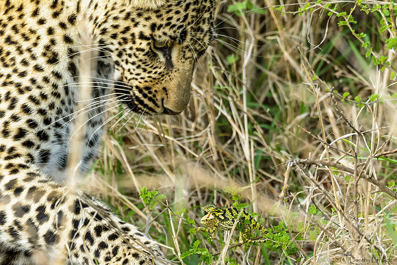 Male Leopard Cub Toying with a Chameleon