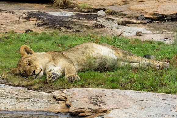 Pride of Lions