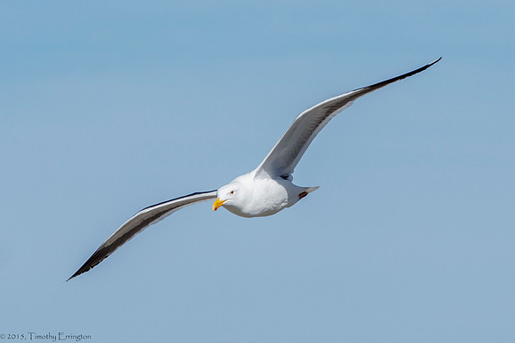 California Gull