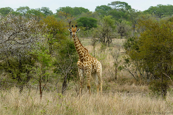 Giraffe