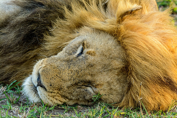 Male Lions Chillin'