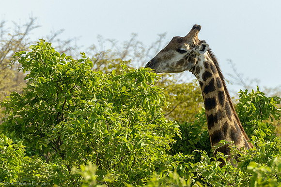 Giraffe