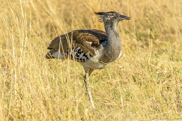Kori Bustard