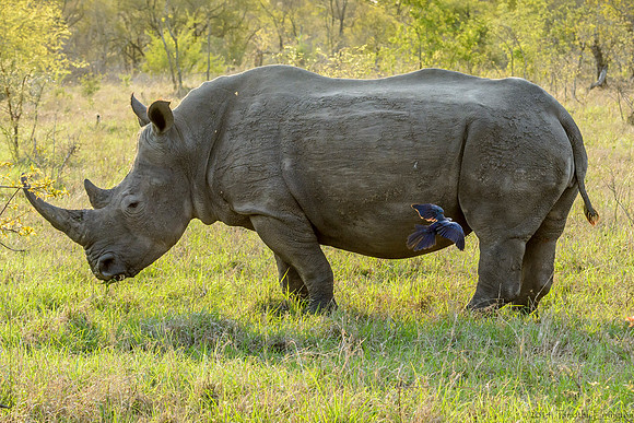 White Rhino