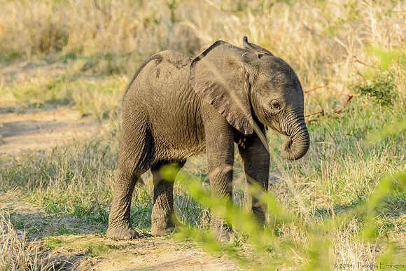 Elephant Females with Offspring