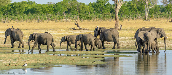 Elephant at Water Hole