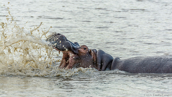 Hippo