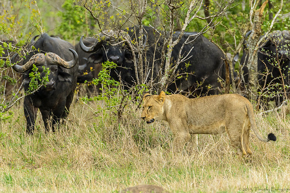 Lions Stalking Cape Buffalo