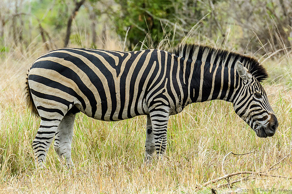 Zebra