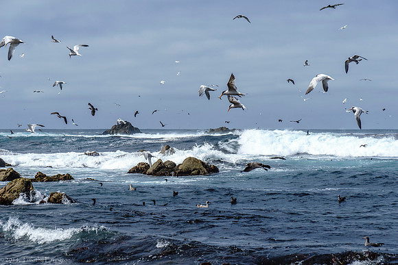 Elegant Terns