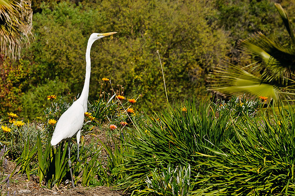 Great Egret