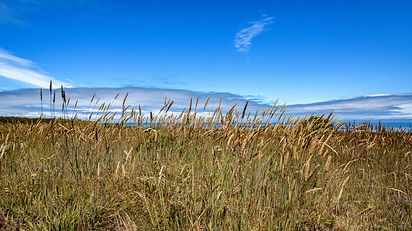 Native Grasses