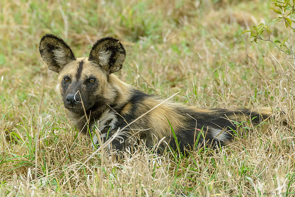 African Painted Dog