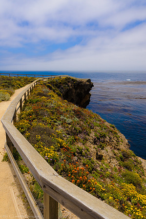 Point Lobos