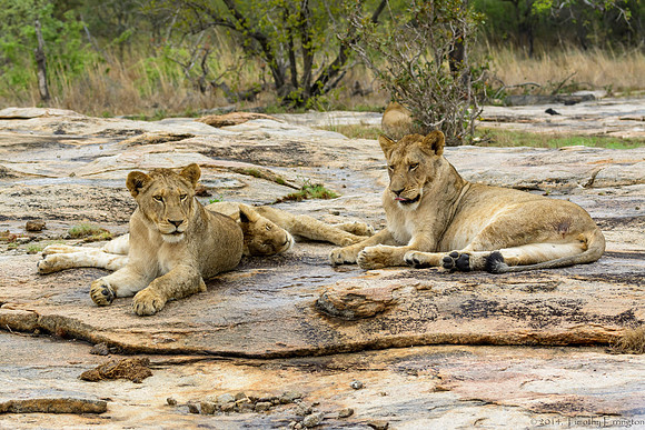 Pride of Lions
