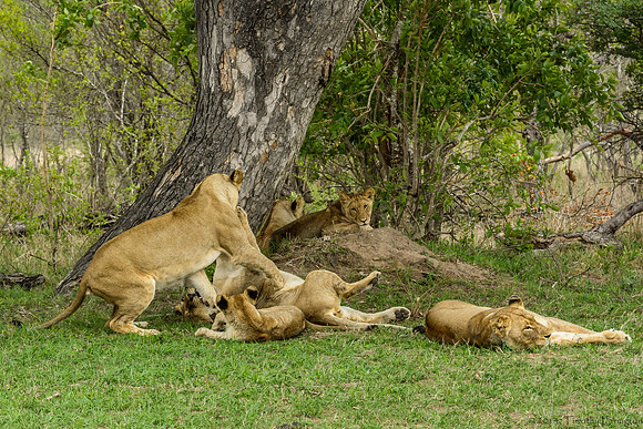 Pride of Lions