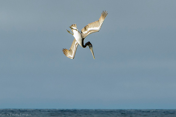 California Brown Pelican