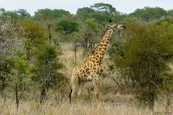 Giraffe